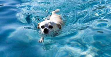 Video of Two Chihuahuas Having a Pool Party featured image