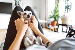 Do Chihuahuas Like To Be Held? featured image