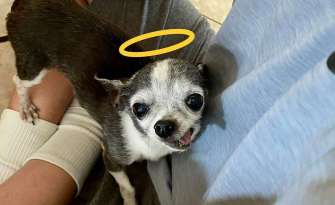 Old Singing Chihuahua Finds Forever Home featured image