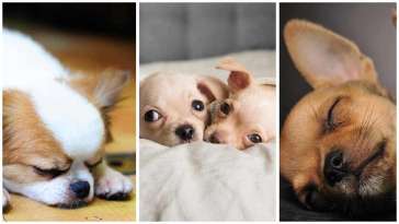 Three Reasons Why Your Chihuahua Sleeps So Much featured image