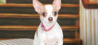 Cute Chihuahua Taps Paw to Encourage Bestie on Stairs featured image