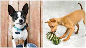 Five Exotic Fruits that Chihuahuas Can Eat featured image