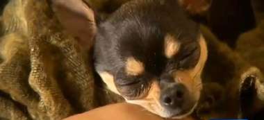 Chihuahua Eats Meth, Suffers a Breaking Bad-Style Scare featured image