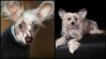 Alopecia in Chihuahuas featured image