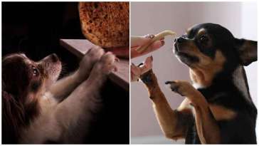 Best Food For Chihuahua Puppies featured image