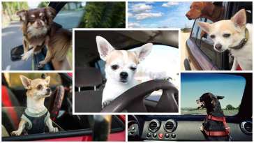 Best Cars for Dog Owners featured image