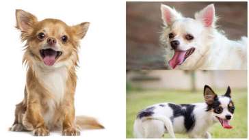 Breathing Problems in Chihuahuas featured image