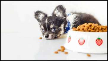 Can Chihuahuas Eat Daal Rice? featured image