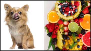 Can Chihuahuas Eat Fruit? featured image