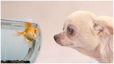 Can Chihuahuas Live with Fish? featured image