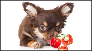 Can Chihuahuas Taste Hot Spice? featured image