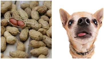 Can Chihuahuas Eat Peanuts? featured image