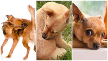 Chihuahua Skin Problems featured image