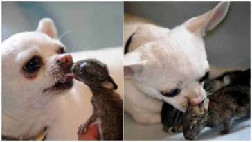 Chihuahua Adopted Orphaned Rabbits featured image