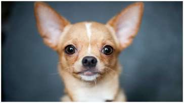 Why Are Chihuahuas the Most Stolen Dog Breed featured image