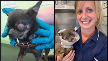 Chihuahua with 'Scary' Eye Found on Leicester featured image