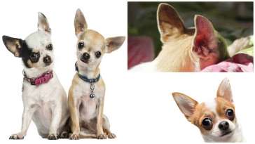 Cleaning Your Chihuahua’s Ears featured image