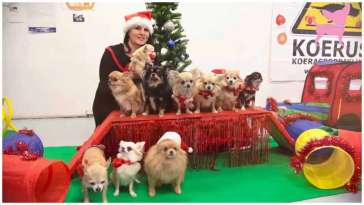 Cute Chihuahua Christmas Party featured image