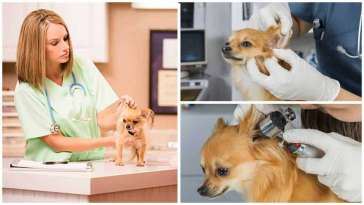 Deafness in Chihuahuas: How to Understand and Treat featured image