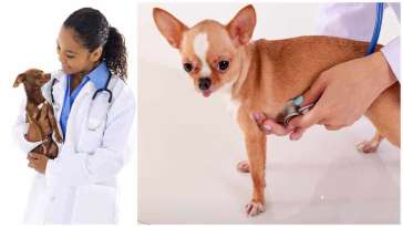 Deworming Chihuahuas: Preventing and Treating Parasites featured image