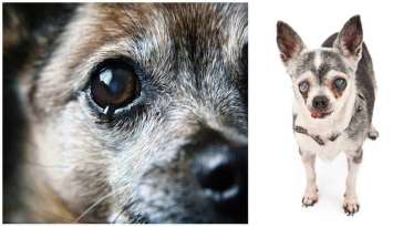 Eye Problems in Chihuahuas featured image