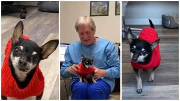 Toothless Chihuahua Brings Smiles to Dental Visits featured image