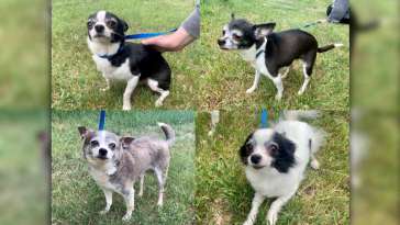 Five Chihuahuas Found in Saskatoon Dumpster featured image