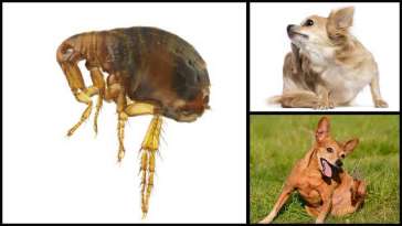 How to Get Rid of Fleas in Chihuahuas featured image