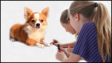 How to Safely Paint Your Dog’s Nails featured image