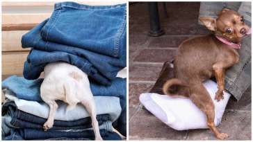 How to Stop Chihuahua Humping featured image