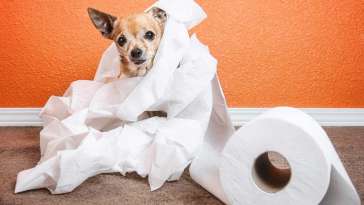 How to Train Your Chihuahua to Poop Outside featured image