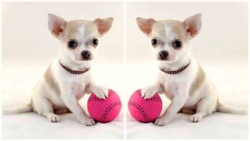 Indoor Games to Play with your Chihuahua featured image