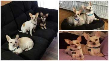 Katishka’s Story and Her Little Chihuahua Miracles featured image