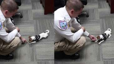 Zorro the Chihuahua Joins Police Force featured image