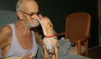 Veteran Diagnosed With Cancer Reunited With Lost Chihuahua featured image