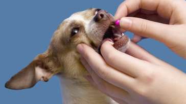 How to Give Your Chihuahua Medication featured image