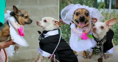 Chi's has a wedding with 90 dog guests featured image