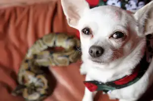 Meet the tiny Chihuahua who has become best friends with a PYTHON featured image