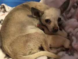 Pregnant Chihuahua Pulled From Shelter to Save Her Babies featured image