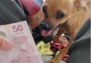 Taxi Driver Has The Cutest Assistant Helping Him Handle His Finances featured image