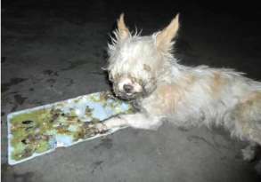 Missing Chihuahua Found Stuck In Cruel Glue Trap featured image