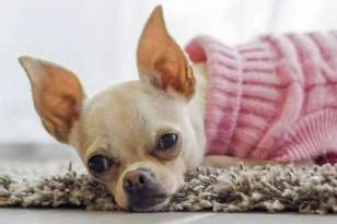 How Do I Know if My Chihuahua is Pregnant? featured image