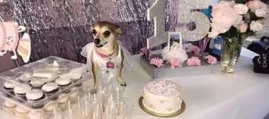 Woman Throws Lavish Quinceañera For Her Rescue Chihuahua featured image