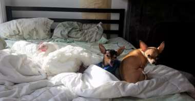 Rescued Chicken Loves To Sleep On The Bed With Her Dog Siblings featured image