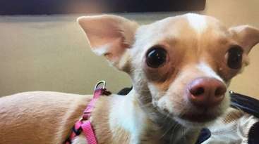 Man Busted for Slamming Daughter's Chihuahua featured image