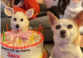 Sweet Chihuahua gets a big party for her 15th birthday featured image