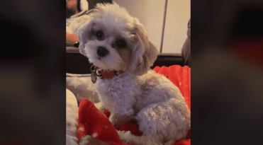 Dog Takes Over Mom's Karaoke Session Like a Total Boss featured image