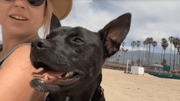 Adorable Chihuahua-Pit Bull Mix Gets Second Chance as a Hollywood Rescue Dog featured image