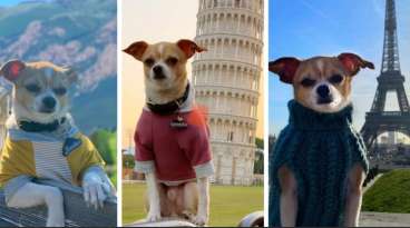 This Dog Travel the World in Style featured image