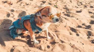 Chihuahua's Hilarious Run: 'Adore the Swagger' featured image